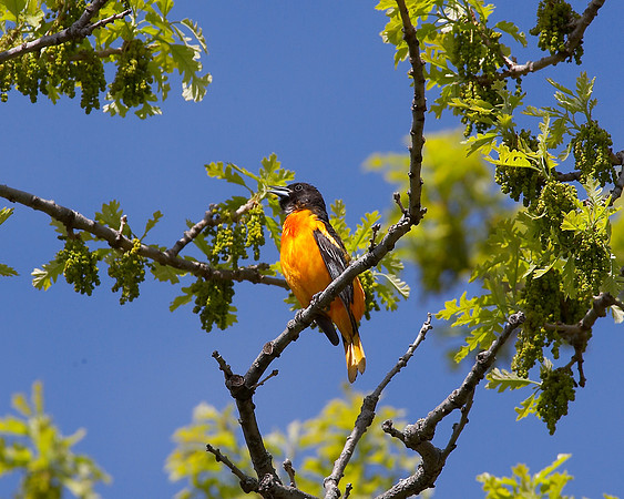 00CL3292