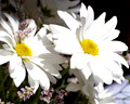 Daisy