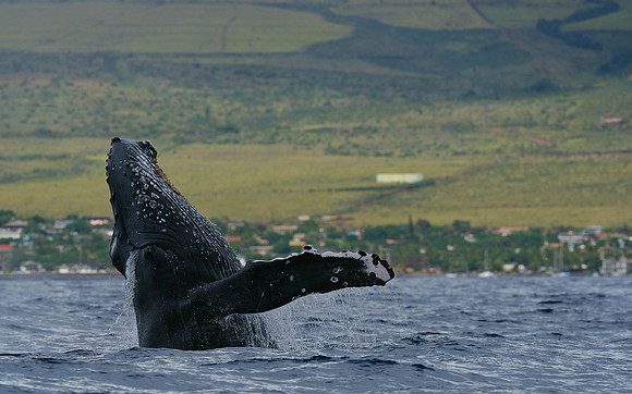 humpback