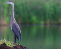 Blue Heron