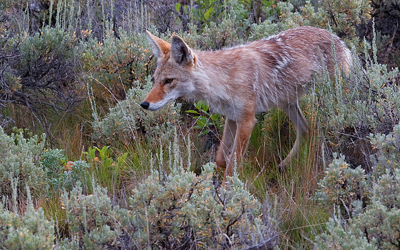 Coyote