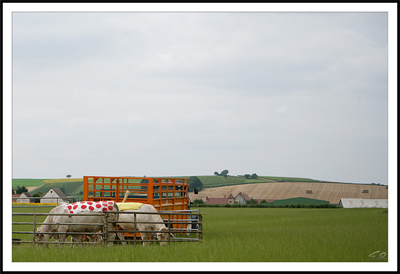 00CL5149