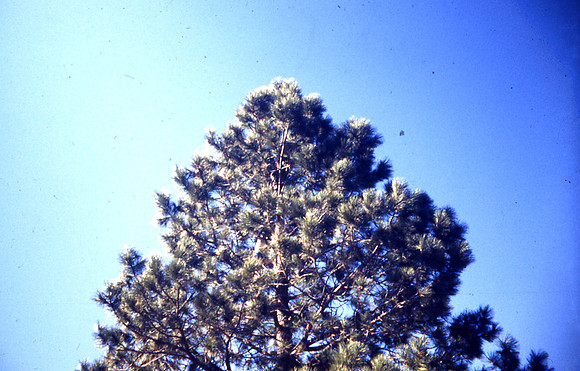 tree erik up