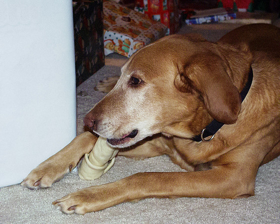 20001225 Cooper bone