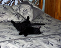 19991225 Ash on bed