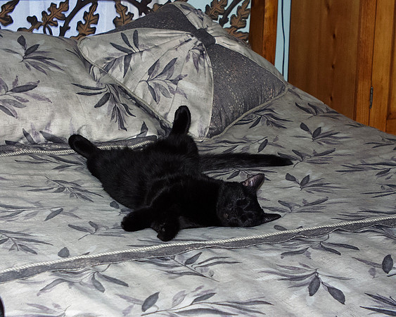 19991225 Ash on bed