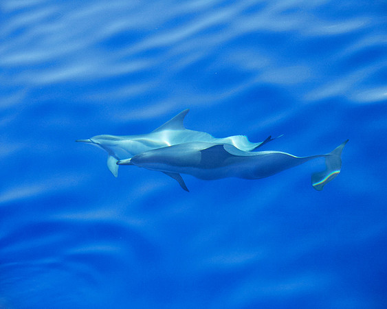 20010305 dolphins blue close2