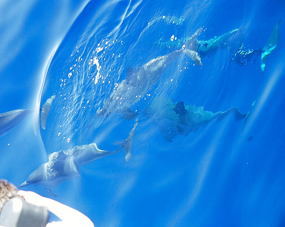 20010305 dolphins blue good