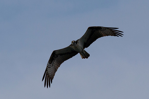 AO1Q0619