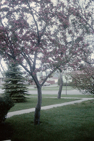 19630700 Grandpa Kuebelka's flowering crab