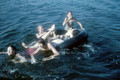 19630700 Belita, Eloyes, Jenelle and who on inner tubes