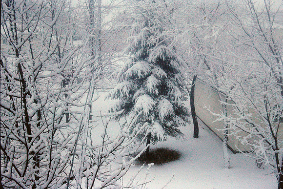 19631200 Backyard frosted