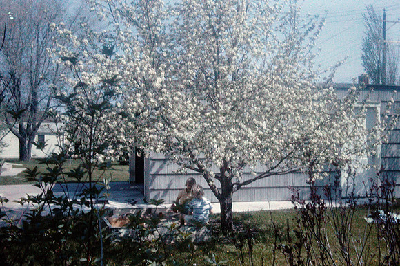19640500 Apple tree in Bloom
